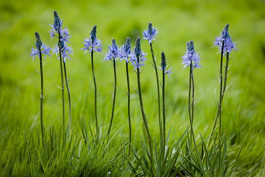 Hare Spring is home to the National Collections of Camassia and Sidalcea